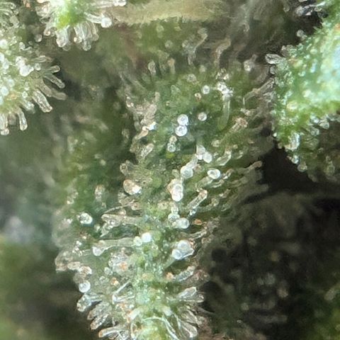 DD1 growlog timeline photo