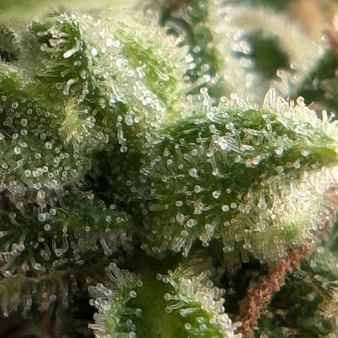 DD1 growlog timeline photo