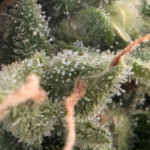 DD1 growlog timeline photo