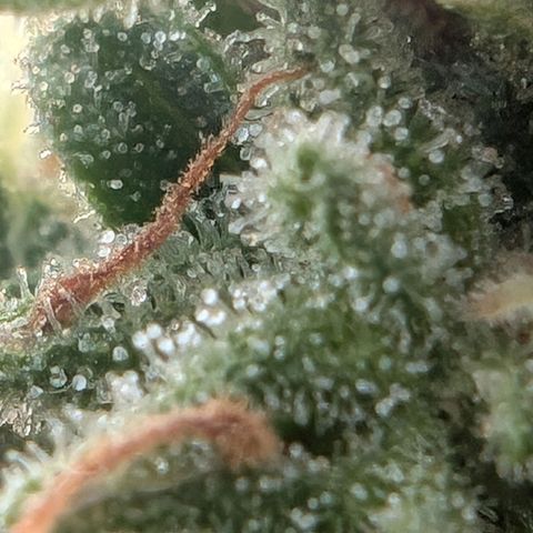 DD1 growlog timeline photo