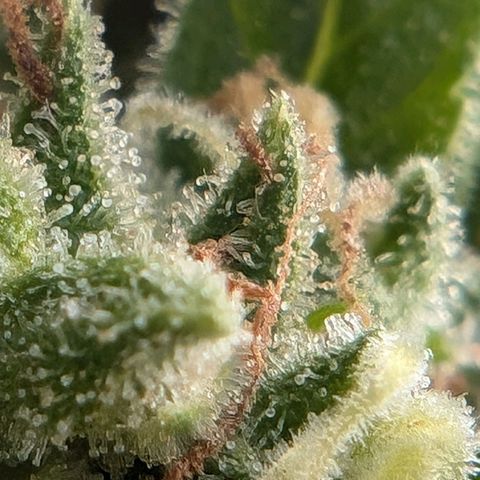 DD1 growlog timeline photo