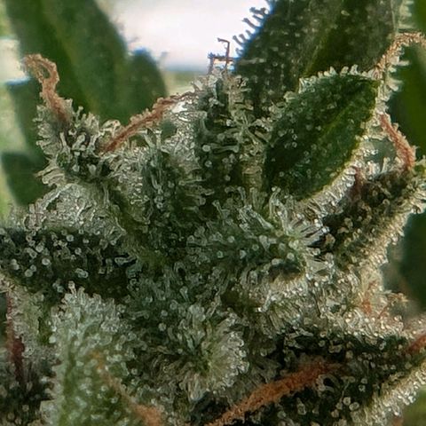 DD1 growlog timeline photo