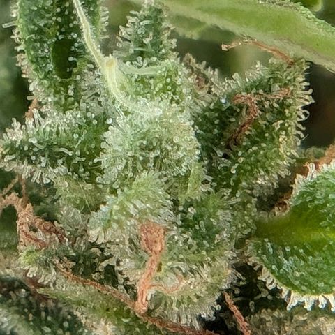 DD1 growlog timeline photo