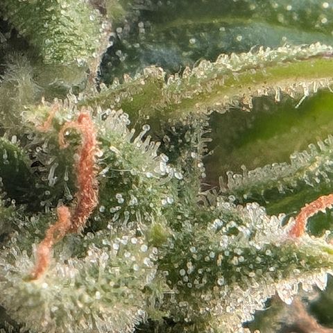 DD1 growlog timeline photo