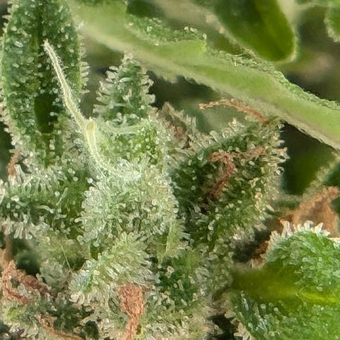 DD1 growlog timeline photo