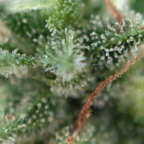 DD1 growlog timeline photo