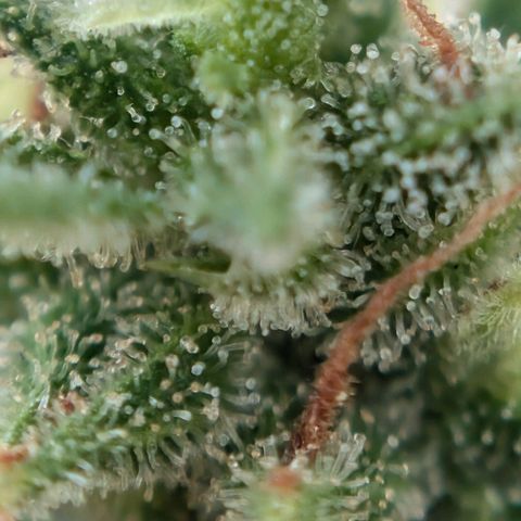 DD1 growlog timeline photo
