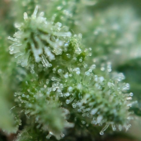 DD1 growlog timeline photo