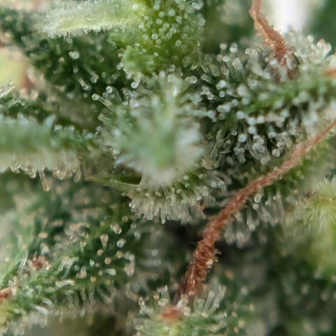 DD1 growlog timeline photo