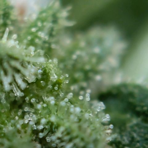 DD1 growlog timeline photo