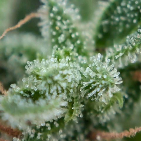 DD1 growlog timeline photo
