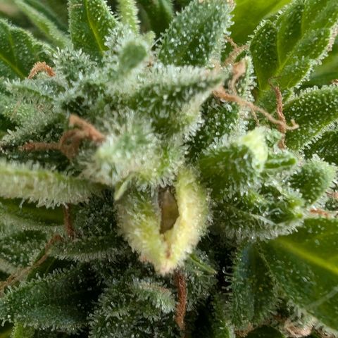 DD1 growlog timeline photo