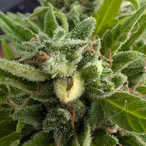 DD1 growlog timeline photo
