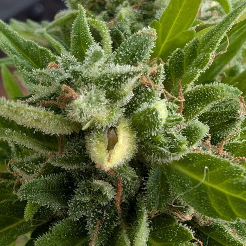 DD1 growlog timeline photo