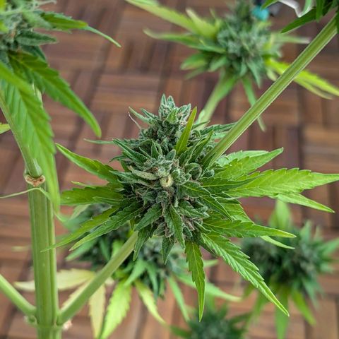 DD1 growlog timeline photo
