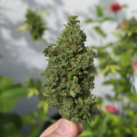 DD1 growlog timeline photo