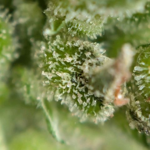 DD1 growlog timeline photo
