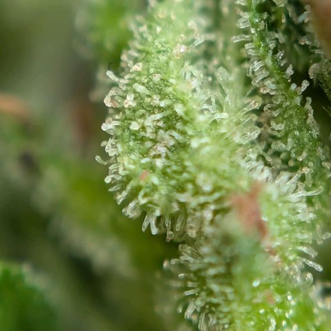 DD1 growlog timeline photo