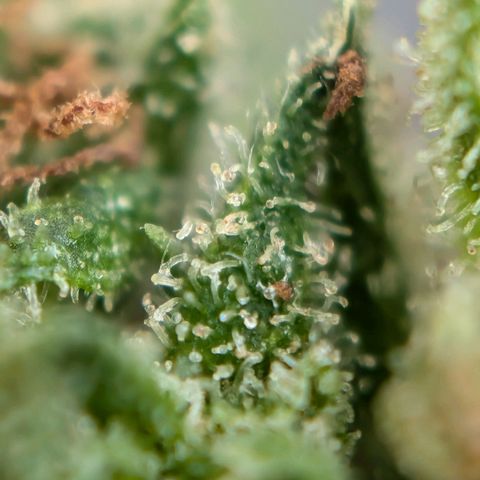 DD1 growlog timeline photo