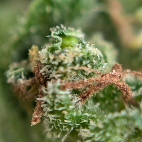 DD1 growlog timeline photo