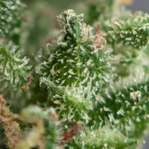 DD1 growlog timeline photo