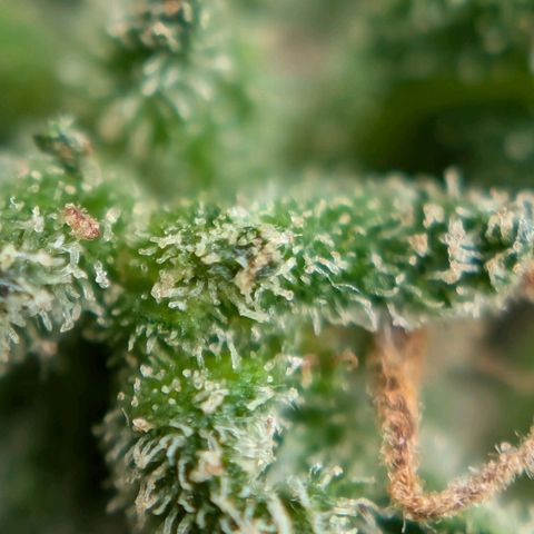 DD1 growlog timeline photo