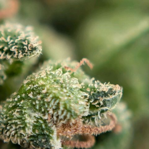DD1 growlog timeline photo