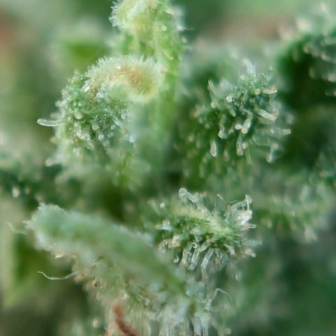 DD1 growlog timeline photo