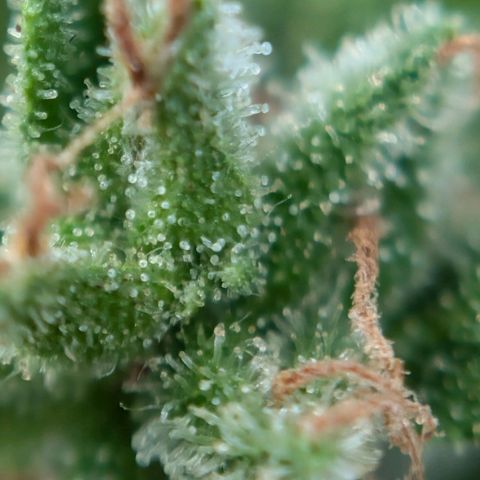 DD1 growlog timeline photo