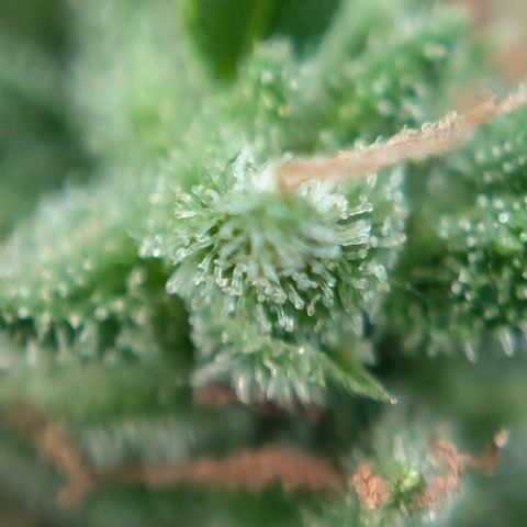 DD1 growlog timeline photo