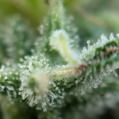DD1 growlog timeline photo