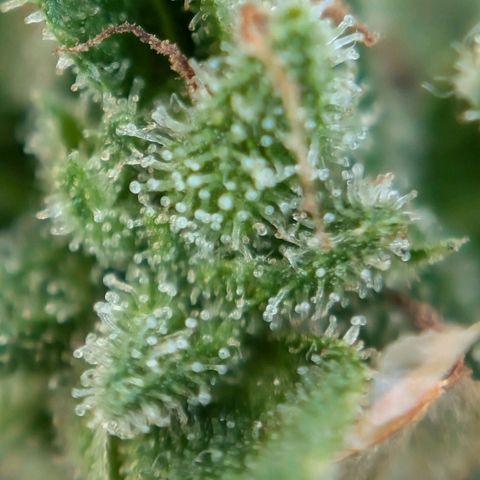 DD1 growlog timeline photo