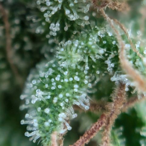 DD1 growlog timeline photo