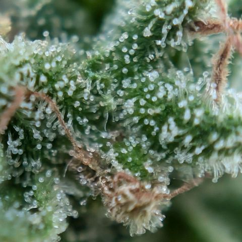 DD1 growlog timeline photo