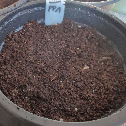 PP1 growlog timeline photo