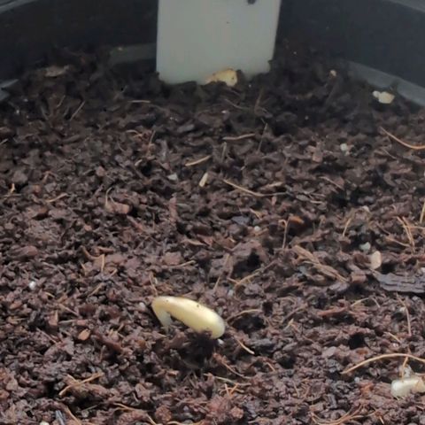 PP1 growlog timeline photo