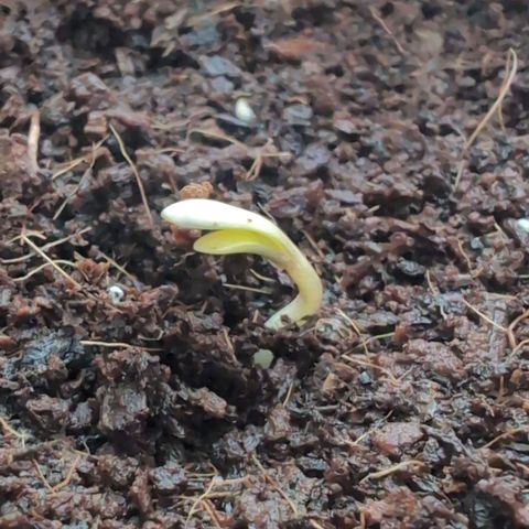 PP1 growlog timeline photo