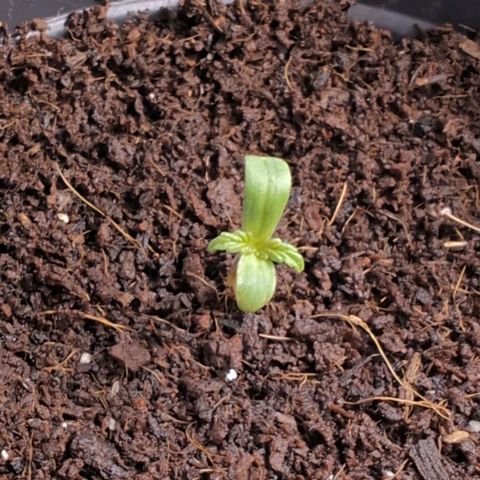 PP1 growlog timeline photo