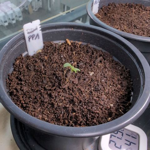 PP1 growlog timeline photo