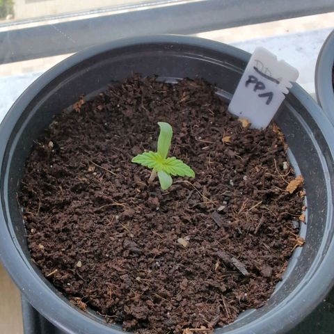 PP1 growlog timeline photo