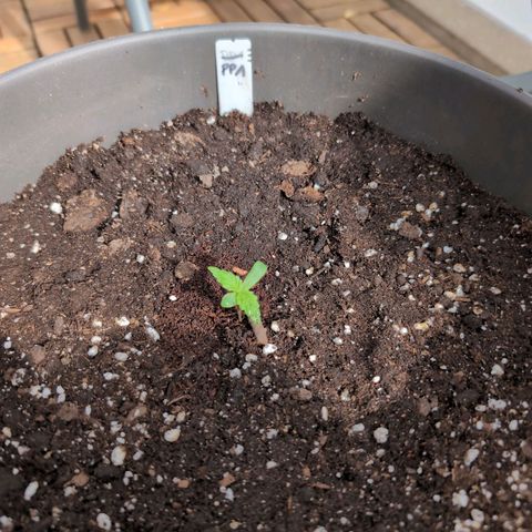 PP1 growlog timeline photo