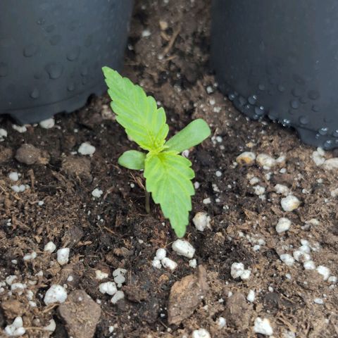 PP1 growlog timeline photo
