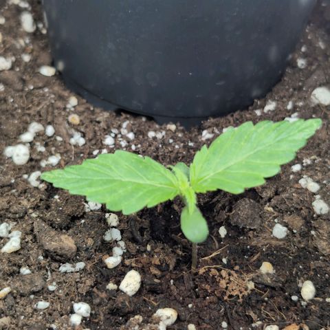 PP1 growlog timeline photo