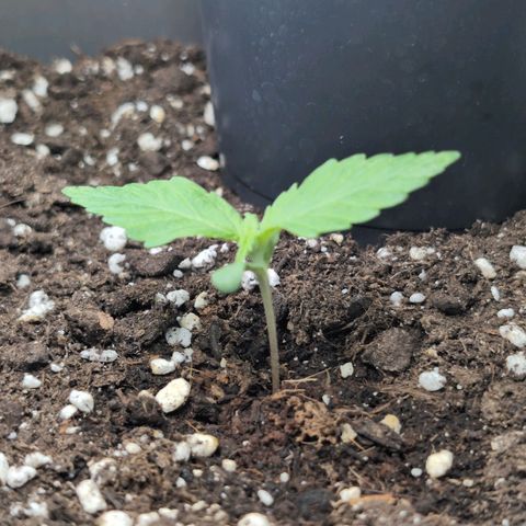 PP1 growlog timeline photo