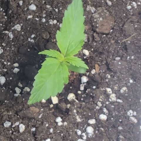 PP1 growlog timeline photo