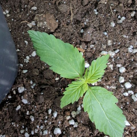 PP1 growlog timeline photo