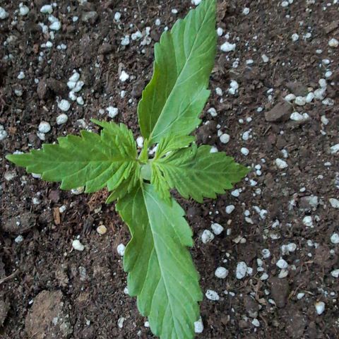 PP1 growlog timeline photo