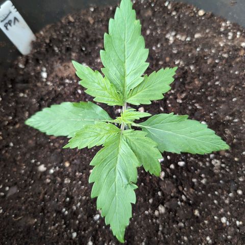 PP1 growlog timeline photo