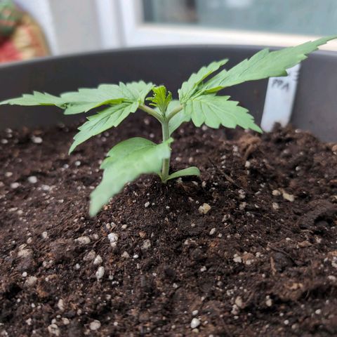 PP1 growlog timeline photo