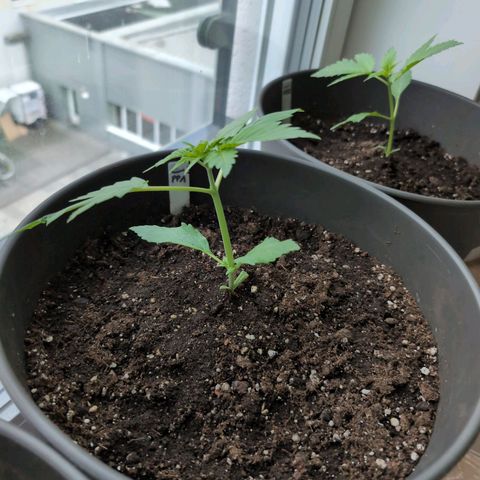 PP1 growlog timeline photo